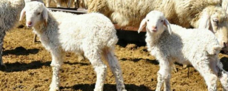 羊吃塑料布怎么办，可以灌服植物油、液体石蜡等