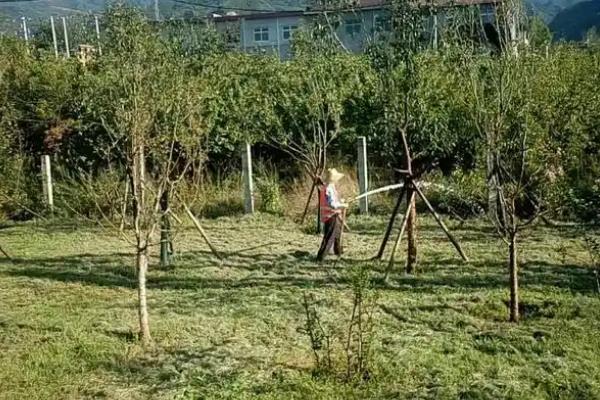 栾树滴油是什么原因，可能是遭受虫害导致的