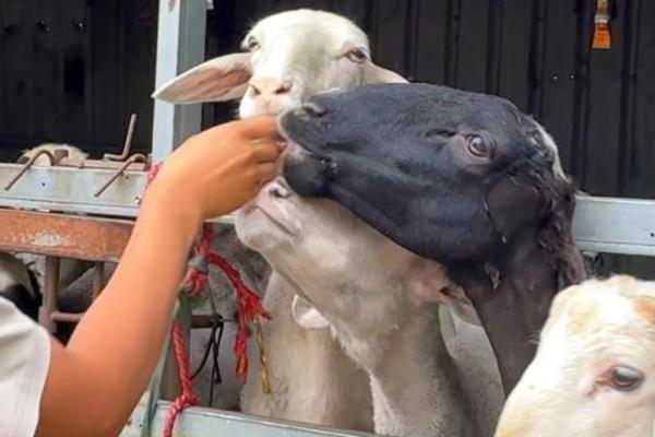 羊吃塑料布怎么办,可以灌服植物油、液体石蜡等