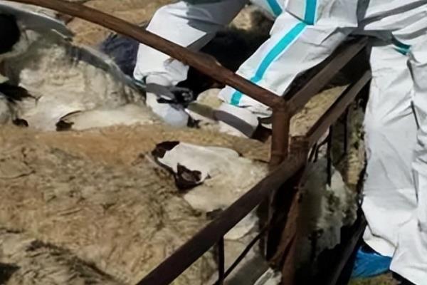 羊吃塑料布怎么办,可以灌服植物油、液体石蜡等