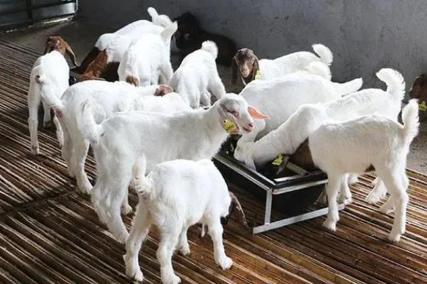 羊吃塑料布怎么办,可以灌服植物油、液体石蜡等