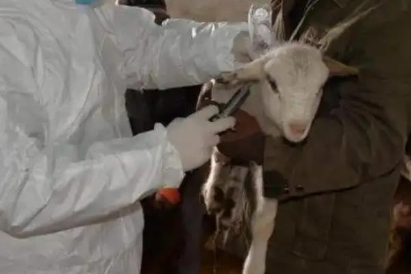 羊吃塑料布怎么办,可以灌服植物油、液体石蜡等