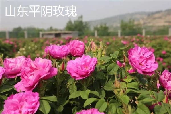 玫瑰花茶是用哪种玫瑰制成，山东平阴玫瑰、甘肃苦水玫瑰等品种可用来生产茶饮