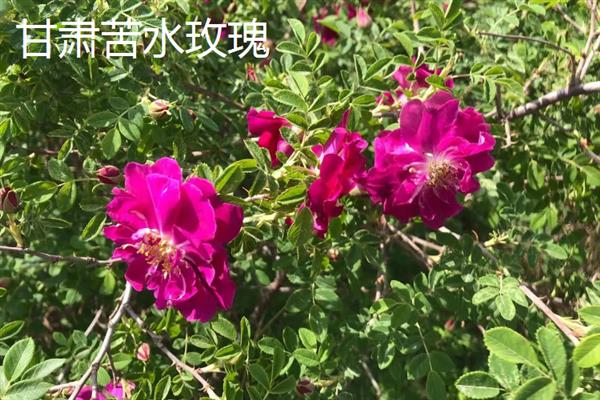 玫瑰花茶是用哪种玫瑰制成，山东平阴玫瑰、甘肃苦水玫瑰等品种可用来生产茶饮