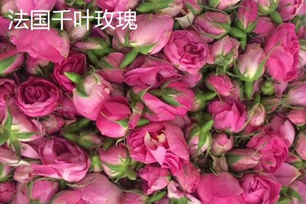 玫瑰花茶是用哪种玫瑰制成，山东平阴玫瑰、甘肃苦水玫瑰等品种可用来生产茶饮