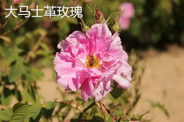 玫瑰花茶是用哪种玫瑰制成，山东平阴玫瑰、甘肃苦水玫瑰等品种可用来生产茶饮