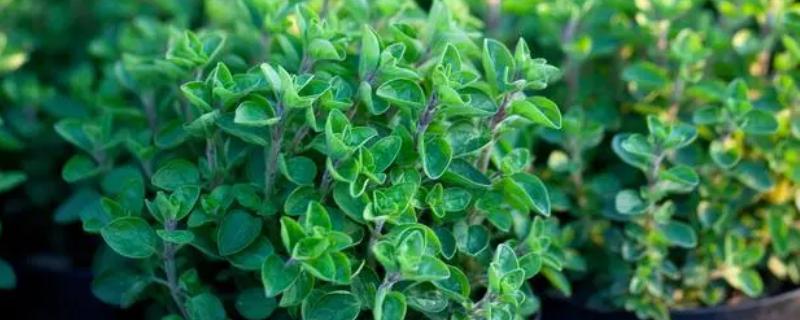 驱蚊草碰碰香有没有毒，它没有任何毒性的