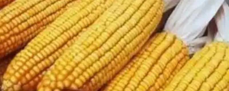 敦玉810玉米种简介，成株叶片数21片