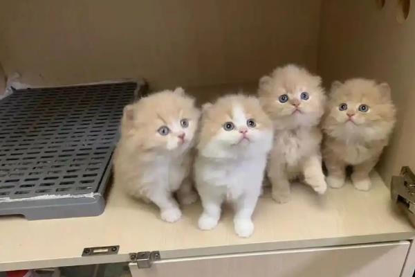 小奶猫的饲养方法，前期要将环境温度保持在29-30℃