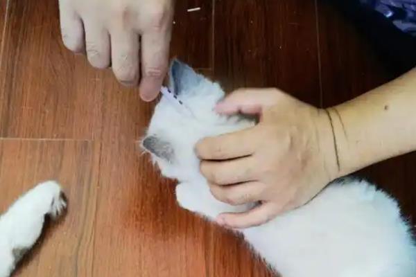 小奶猫的饲养方法，前期要将环境温度保持在29-30℃