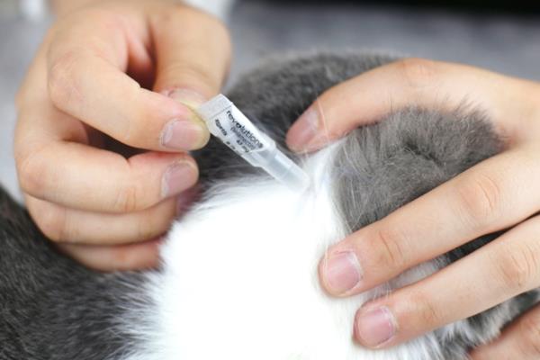 小奶猫的饲养方法，前期要将环境温度保持在29-30℃