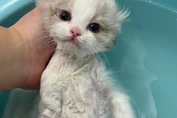 小奶猫的饲养方法，前期要将环境温度保持在29-30℃