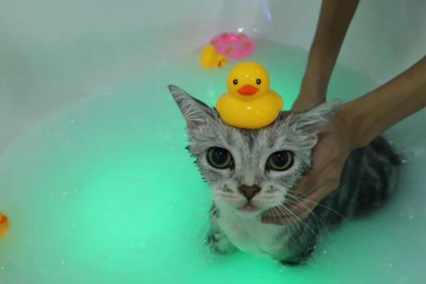 小奶猫的饲养方法，前期要将环境温度保持在29-30℃