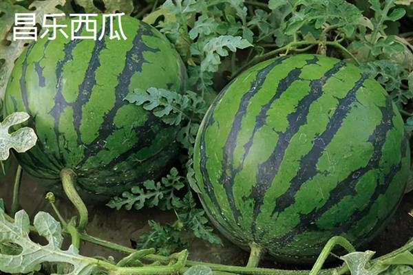 山东潍坊市有什么特色水果，昌乐西瓜以早、大、甜的特点而声名远扬