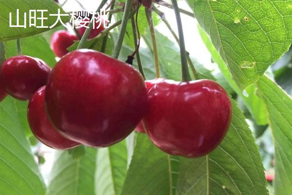 山东潍坊市有什么特色水果，昌乐西瓜以早、大、甜的特点而声名远扬