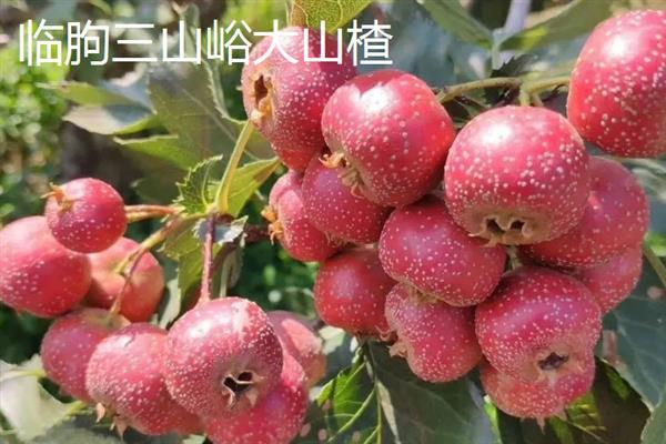 山东潍坊市有什么特色水果，昌乐西瓜以早、大、甜的特点而声名远扬
