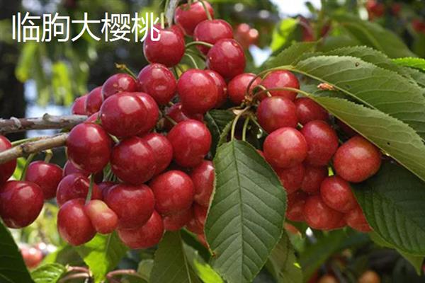 山东潍坊市有什么特色水果，昌乐西瓜以早、大、甜的特点而声名远扬