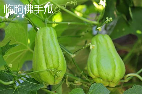 山东潍坊市有什么特色水果，昌乐西瓜以早、大、甜的特点而声名远扬