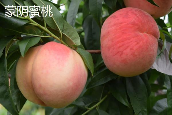 山东潍坊市有什么特色水果，昌乐西瓜以早、大、甜的特点而声名远扬