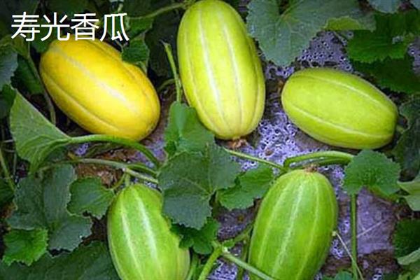 山东潍坊市有什么特色水果，昌乐西瓜以早、大、甜的特点而声名远扬