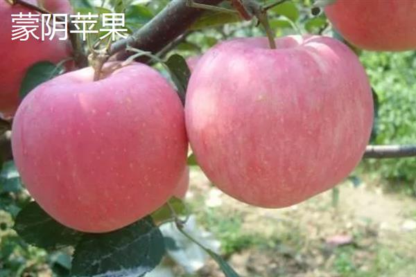 山东潍坊市有什么特色水果，昌乐西瓜以早、大、甜的特点而声名远扬