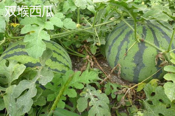 山东潍坊市有什么特色水果，昌乐西瓜以早、大、甜的特点而声名远扬