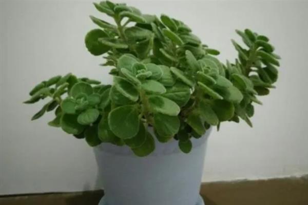 驱蚊草碰碰香有没有毒，它没有任何毒性的