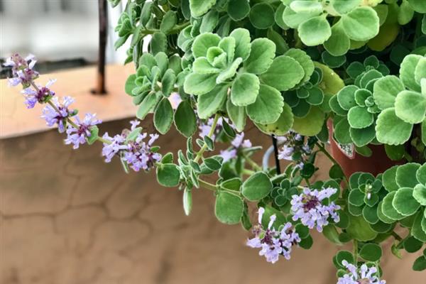 驱蚊草碰碰香有没有毒，它没有任何毒性的