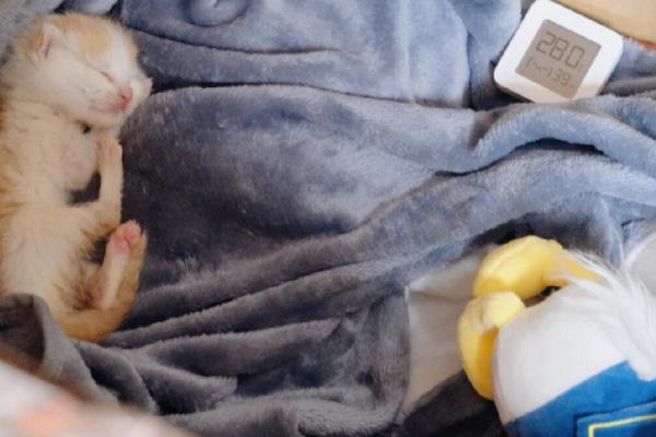 小奶猫的饲养方法，前期要将环境温度保持在29-30℃