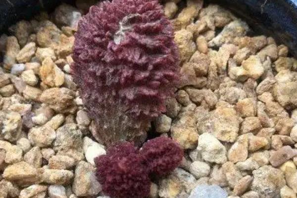 大疣朱紫玉的叶插方法，将叶片洗净、消毒、风干后再插入土壤中