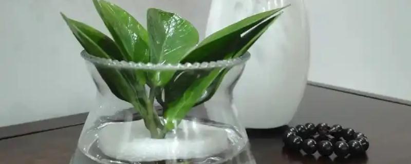 金钱树能不能水培，金钱树能水培