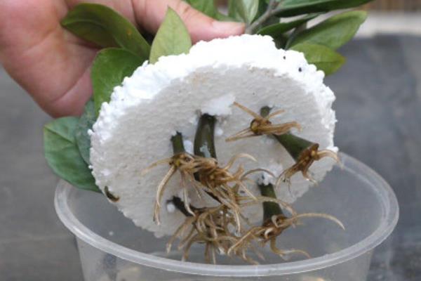 金钱树能不能水培，金钱树能水培