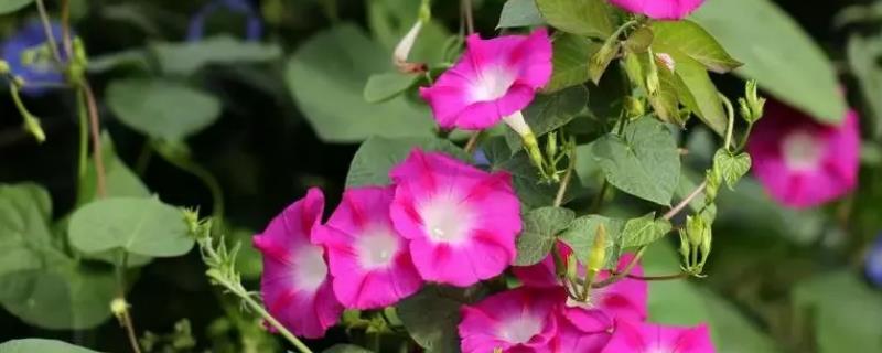 哪些花是花钟，包括蛇床花、牵牛花、野蔷薇、龙葵花等