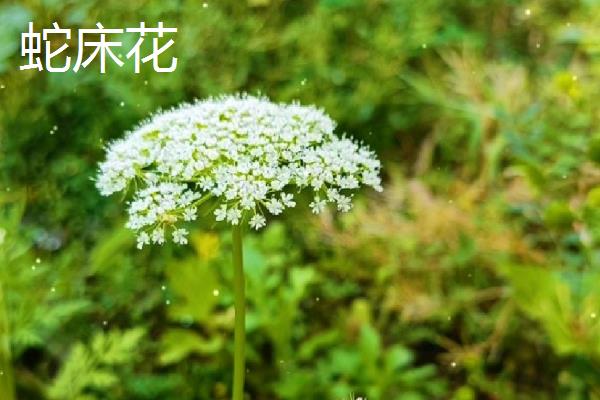 哪些花是花钟，包括蛇床花、牵牛花、野蔷薇、龙葵花等