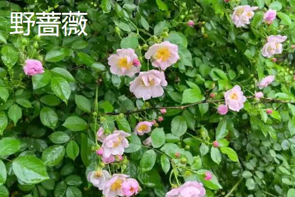 哪些花是花钟，包括蛇床花、牵牛花、野蔷薇、龙葵花等