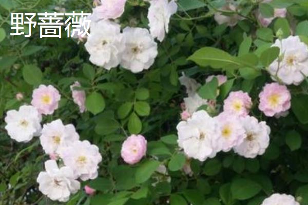 哪些花是花钟，包括蛇床花、牵牛花、野蔷薇、龙葵花等