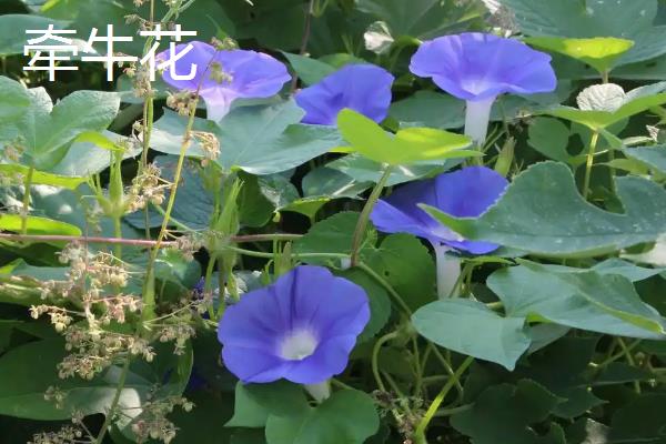 哪些花是花钟，包括蛇床花、牵牛花、野蔷薇、龙葵花等
