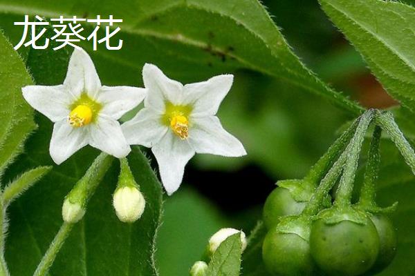哪些花是花钟，包括蛇床花、牵牛花、野蔷薇、龙葵花等