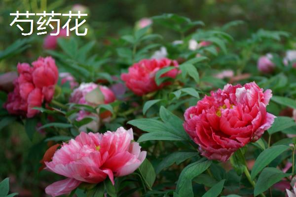 哪些花是花钟，包括蛇床花、牵牛花、野蔷薇、龙葵花等