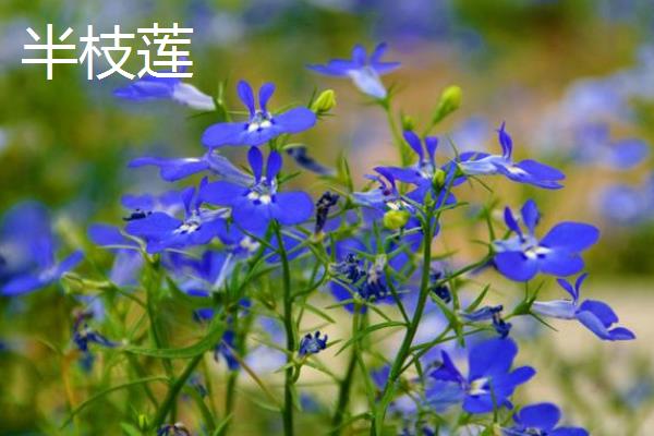 哪些花是花钟，包括蛇床花、牵牛花、野蔷薇、龙葵花等