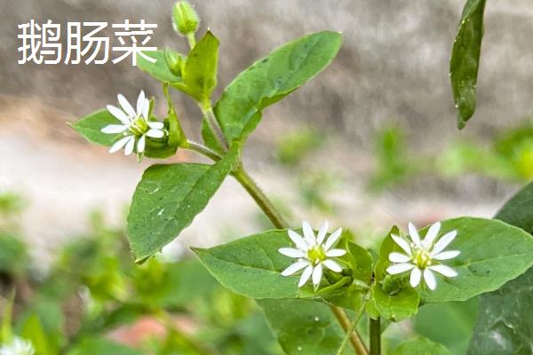 哪些花是花钟，包括蛇床花、牵牛花、野蔷薇、龙葵花等