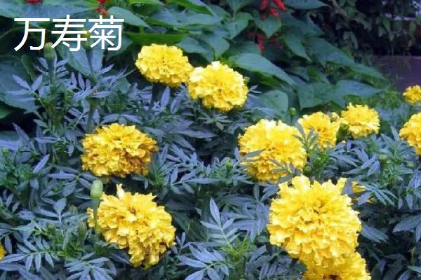 哪些花是花钟，包括蛇床花、牵牛花、野蔷薇、龙葵花等