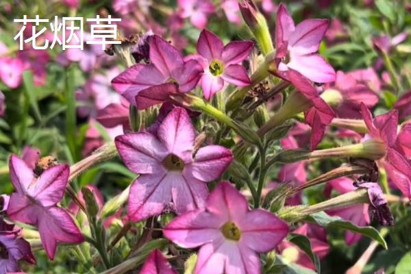 哪些花是花钟，包括蛇床花、牵牛花、野蔷薇、龙葵花等