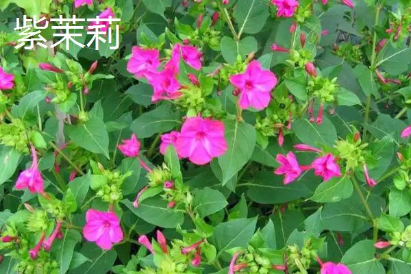 哪些花是花钟，包括蛇床花、牵牛花、野蔷薇、龙葵花等