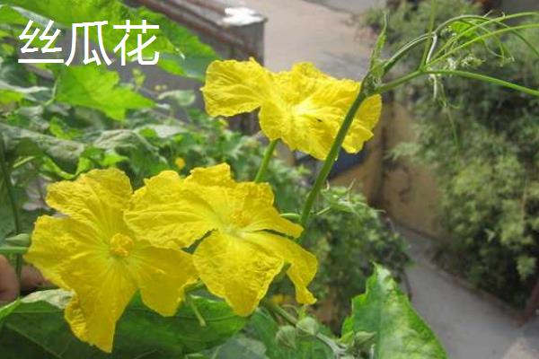哪些花是花钟，包括蛇床花、牵牛花、野蔷薇、龙葵花等