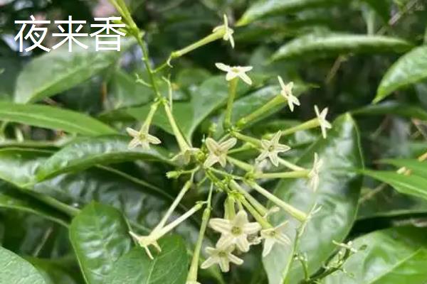 哪些花是花钟，包括蛇床花、牵牛花、野蔷薇、龙葵花等