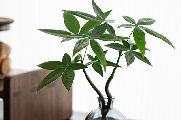 水培发财树能不能成活，方式正确便可生长