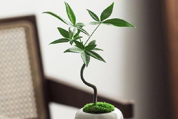 水培发财树能不能成活，方式正确便可生长