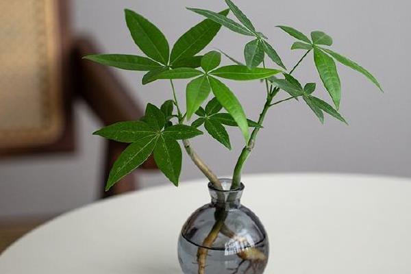 水培发财树能不能成活，方式正确便可生长