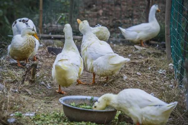 鸭子拉稀水便如何解决，用东方肠康拌料或拌水饲喂